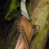 Elfen Wurfdolchhalter