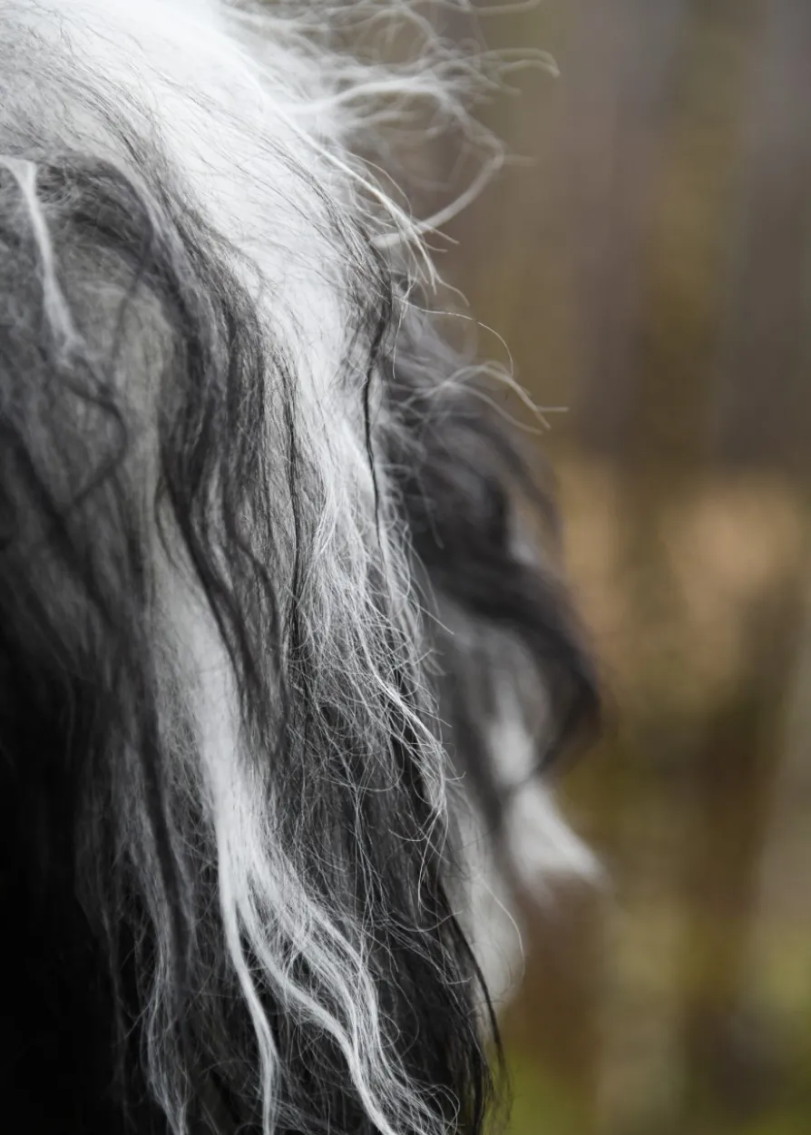 Schulterfell aus Nordlandschnucken-Fell, schwarz grau