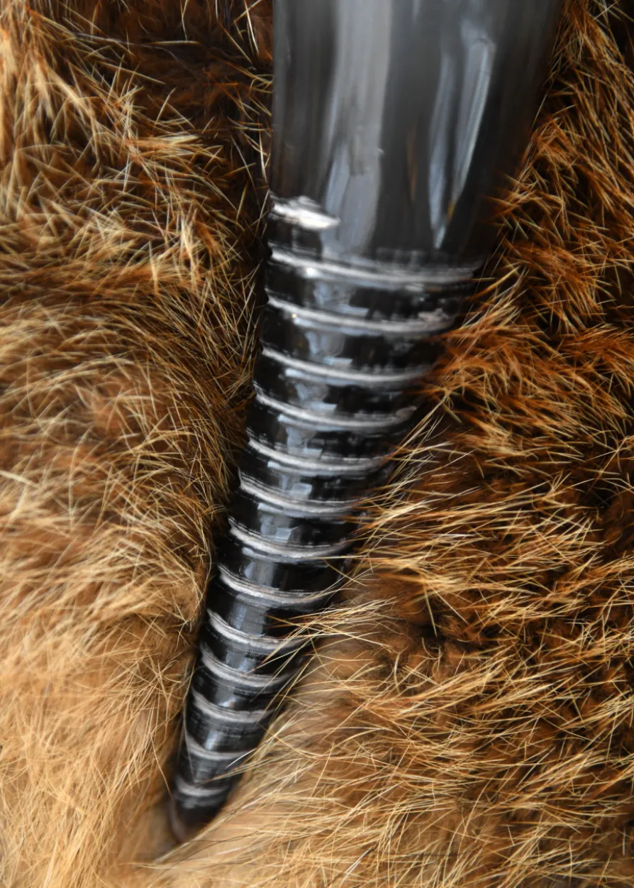 Wikinger-Trinkhorn mit Spiralcarving